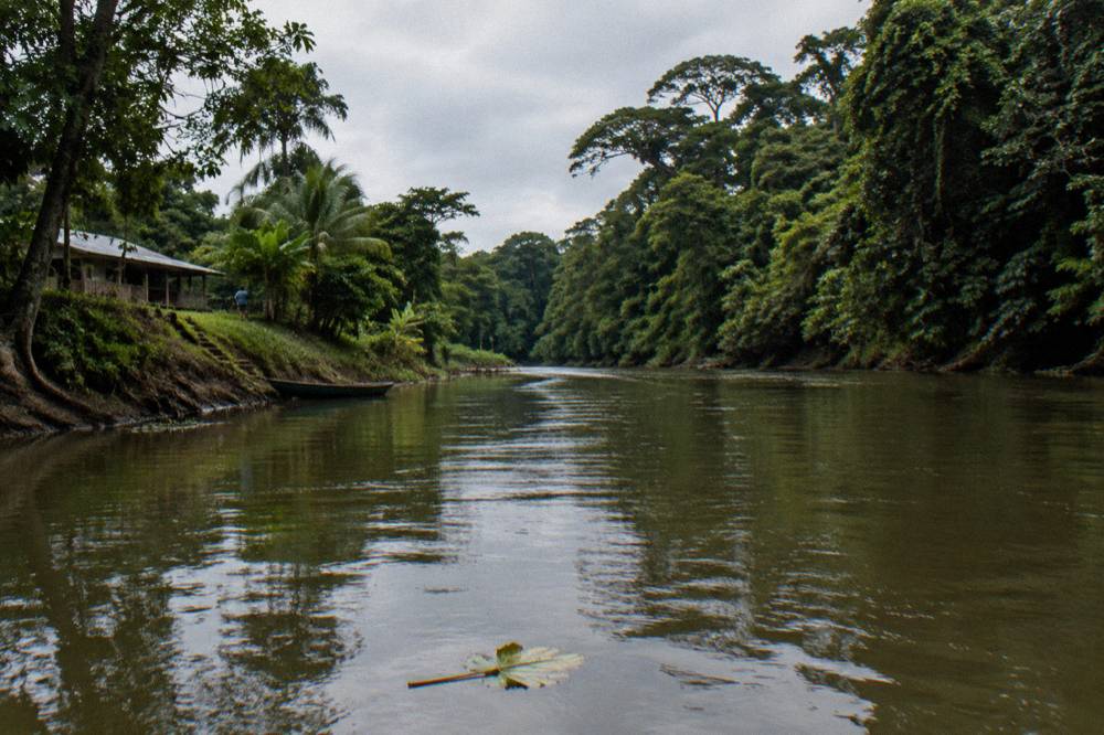 A calm jungle river bend with dense green forest on both banks under a grey sky