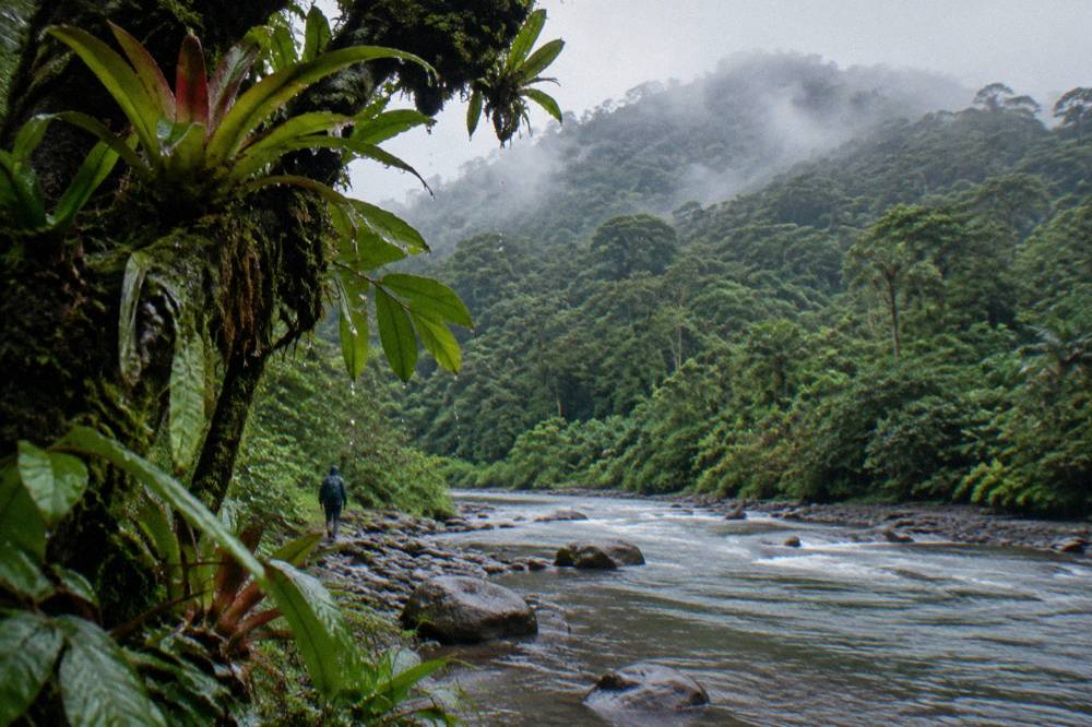 A cloud forest canopy layering green treetops under low mist on a mountain ridge