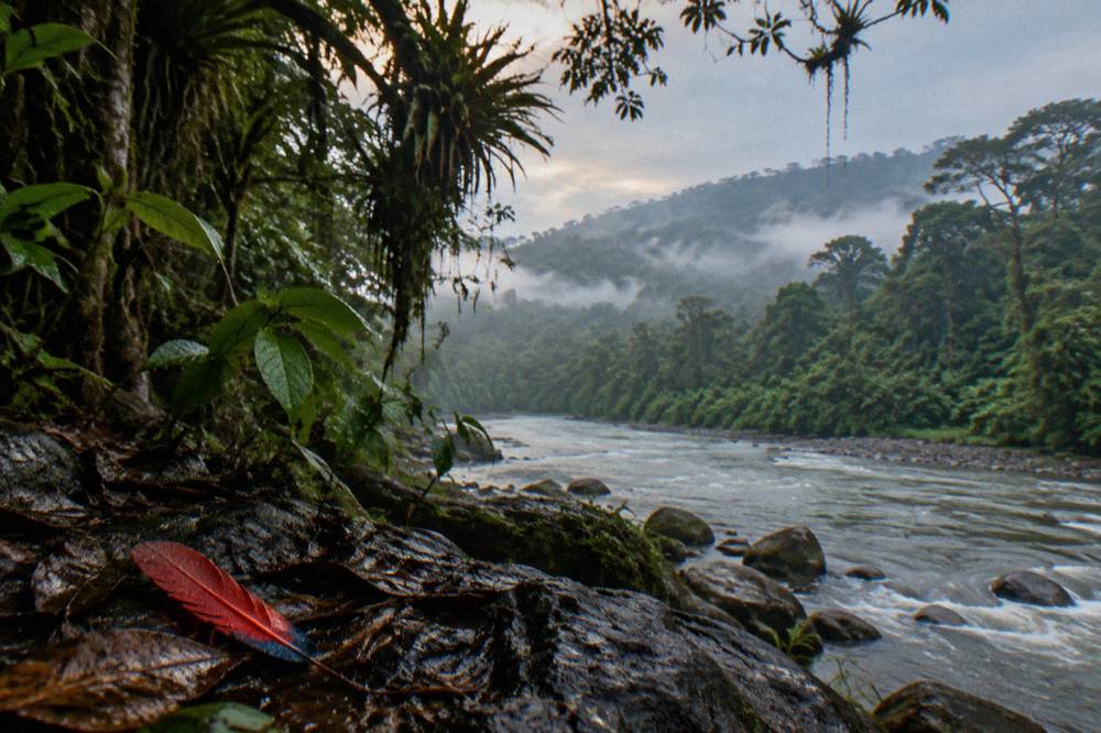 Rainforest canopy along a riverbank with mist hanging between the trees