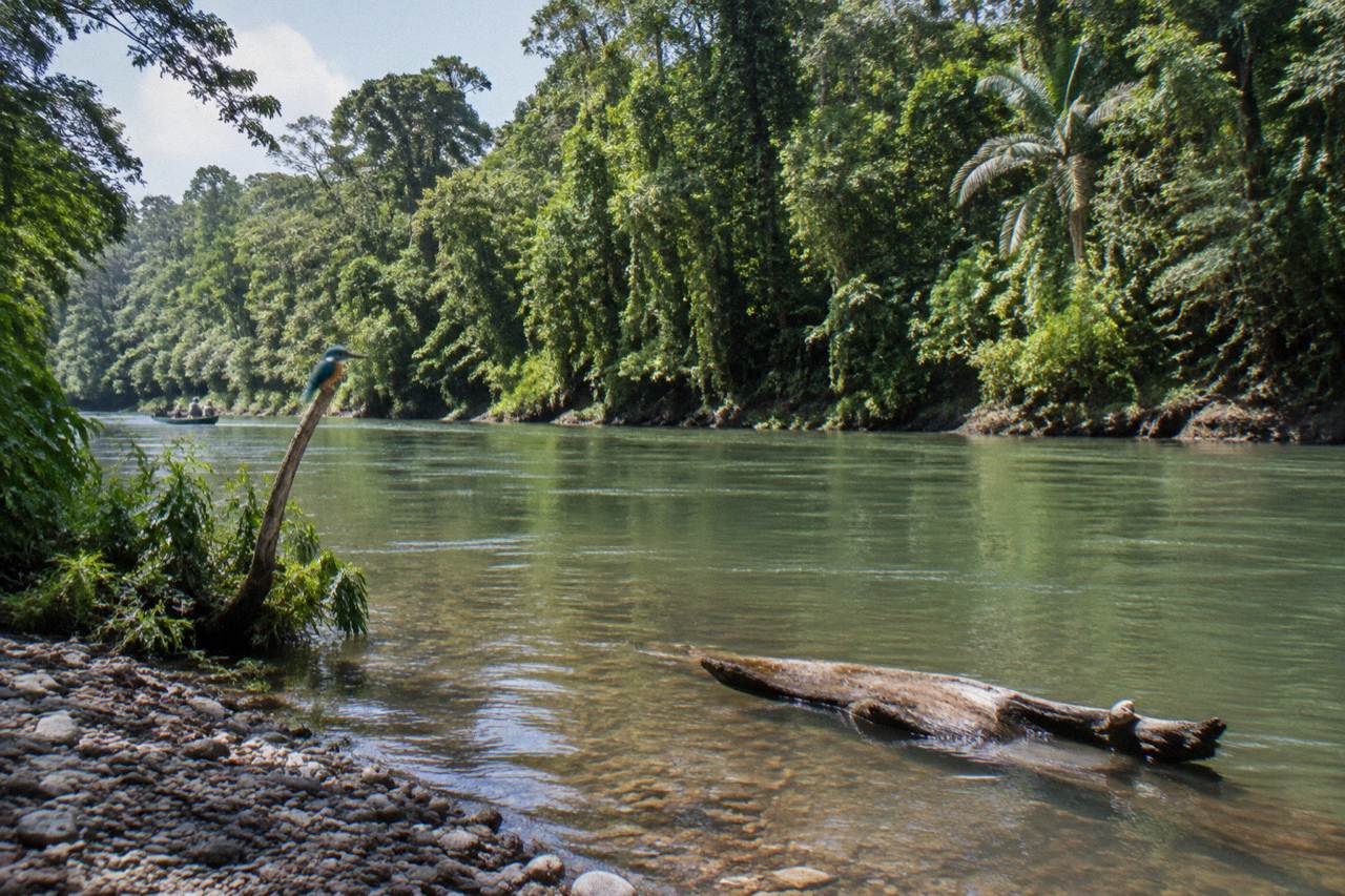 A calm stretch of jungle river winding past dense green rainforest under a bright sky