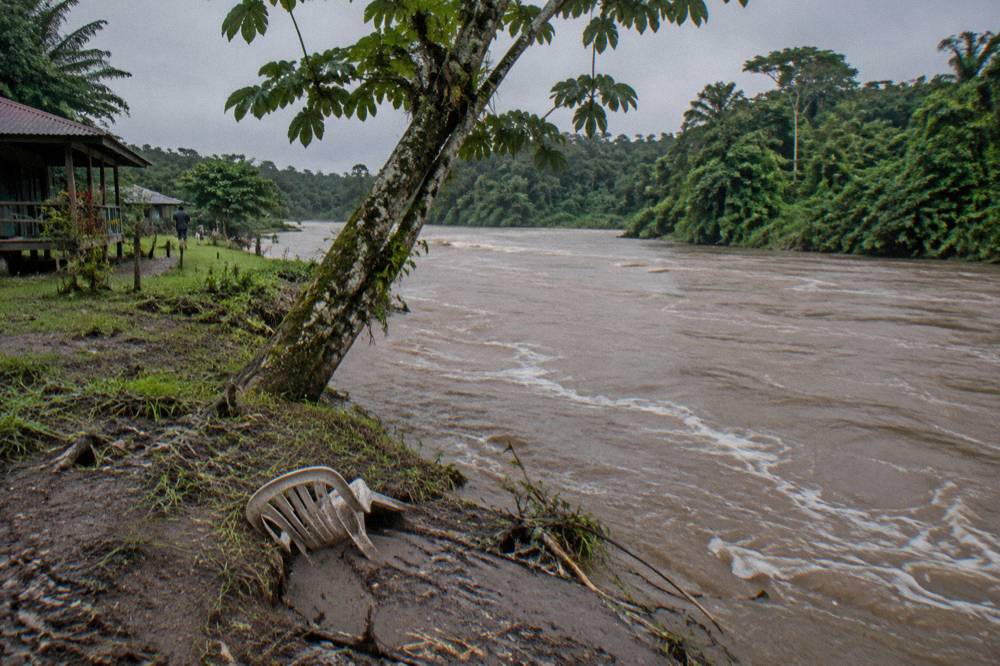 A rainforest river at high water with brown current and lush green banks under an overcast sky