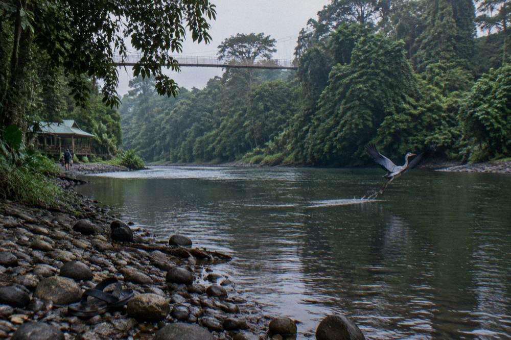 A slow bend of a tropical river with overhanging trees and dense vegetation reflected in still water