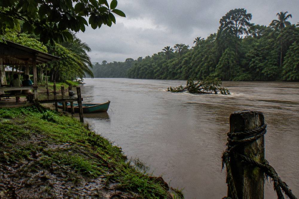 A rainforest river running high and brown between dense green banks after heavy rain