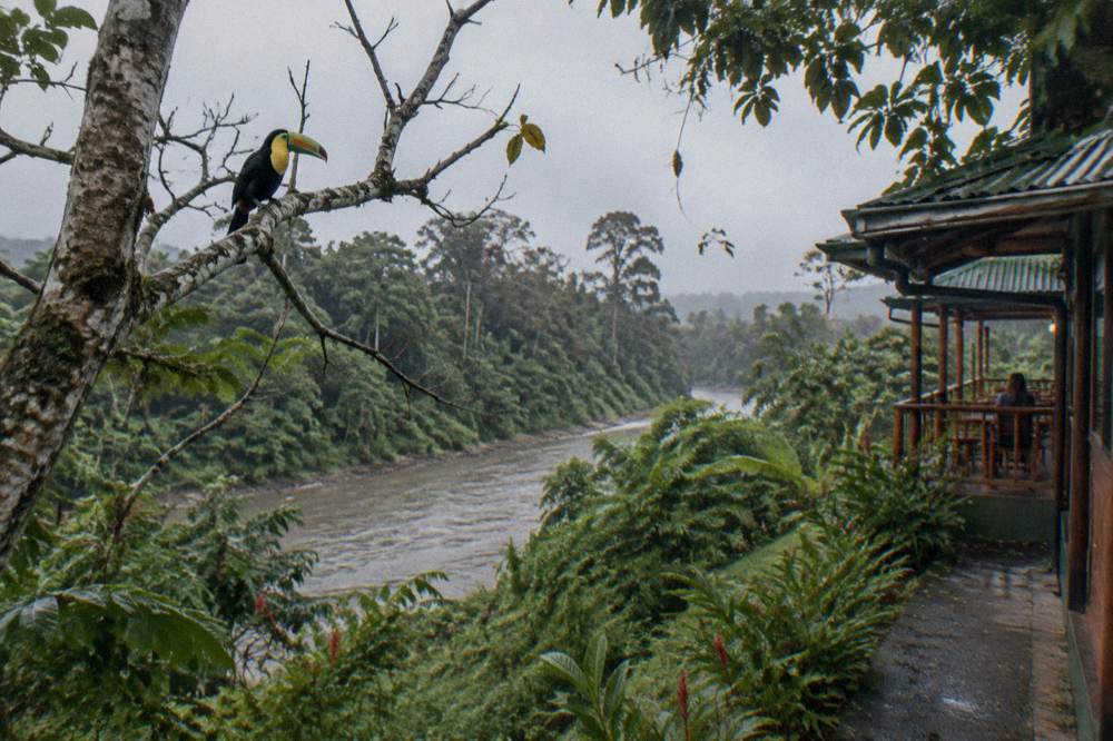 A toucan perched on a bare branch above dense rainforest foliage