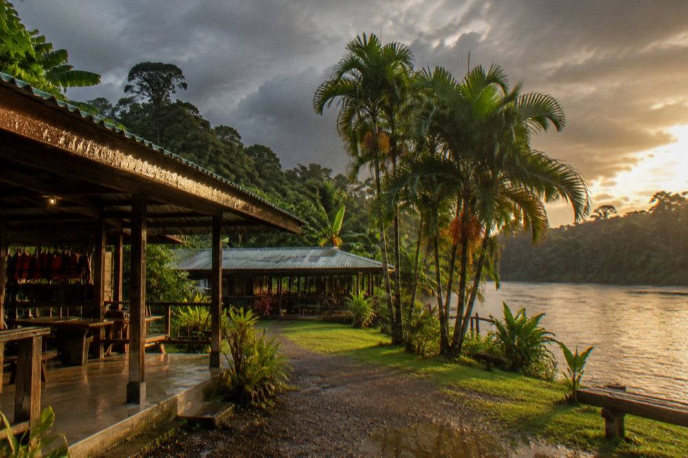 Lush green rainforest canopy under dramatic rain clouds at golden hour