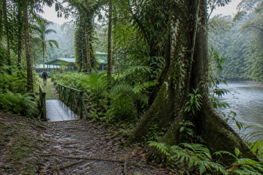 Rainforest trail edge with tall trees, ferns and soft daylight filtering through the canopy