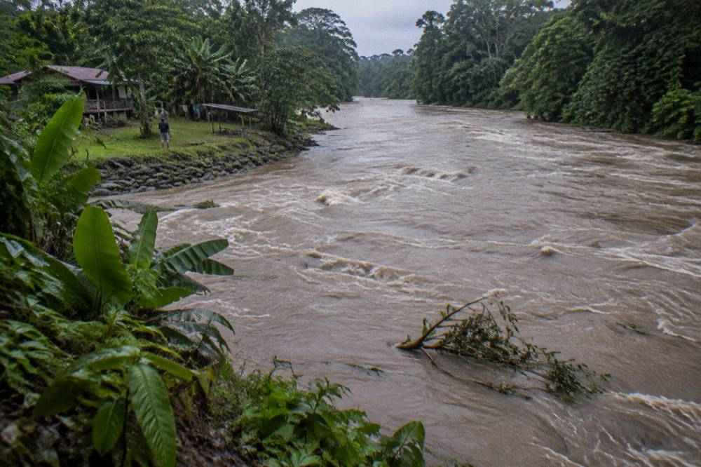 A swollen jungle river with brown fast water carrying debris past dense green rainforest