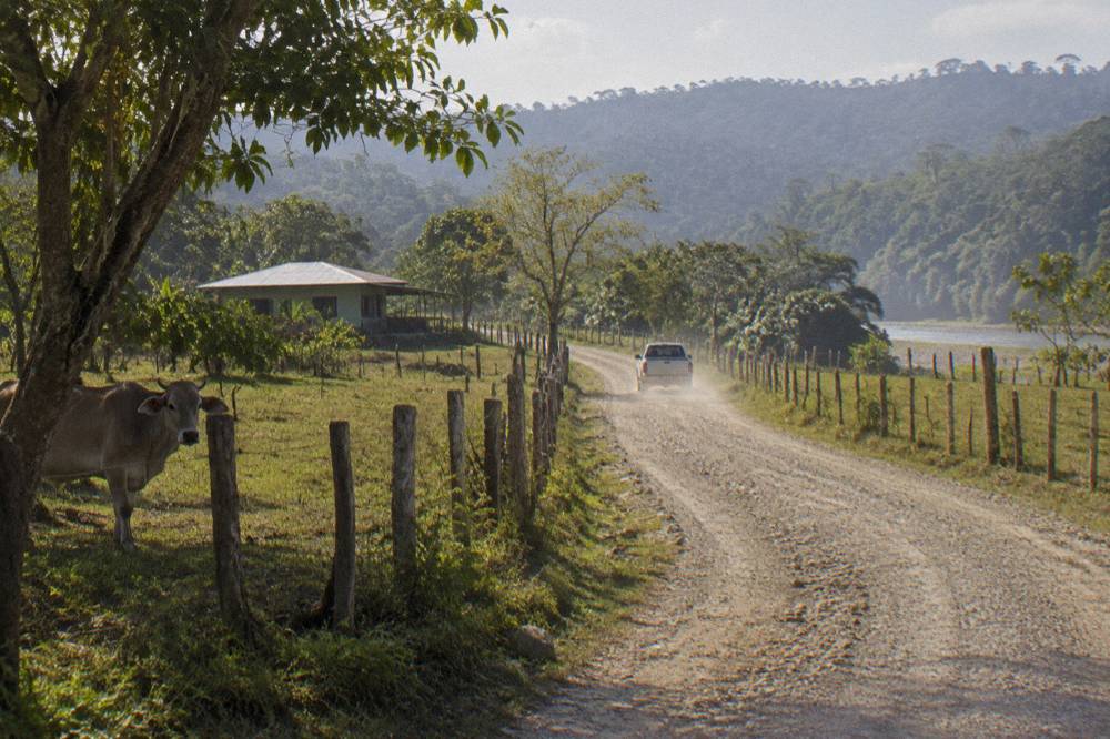 A winding rural road through green farmland heading toward rainforest hills