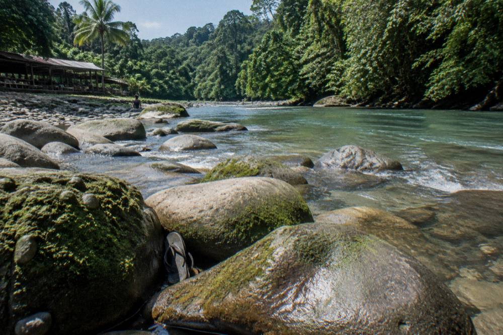 A jungle river at low water showing smooth green rapids between mossy rocks