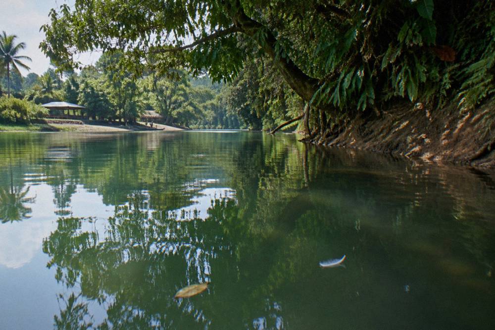 A quiet green river pool reflecting overhanging jungle vegetation