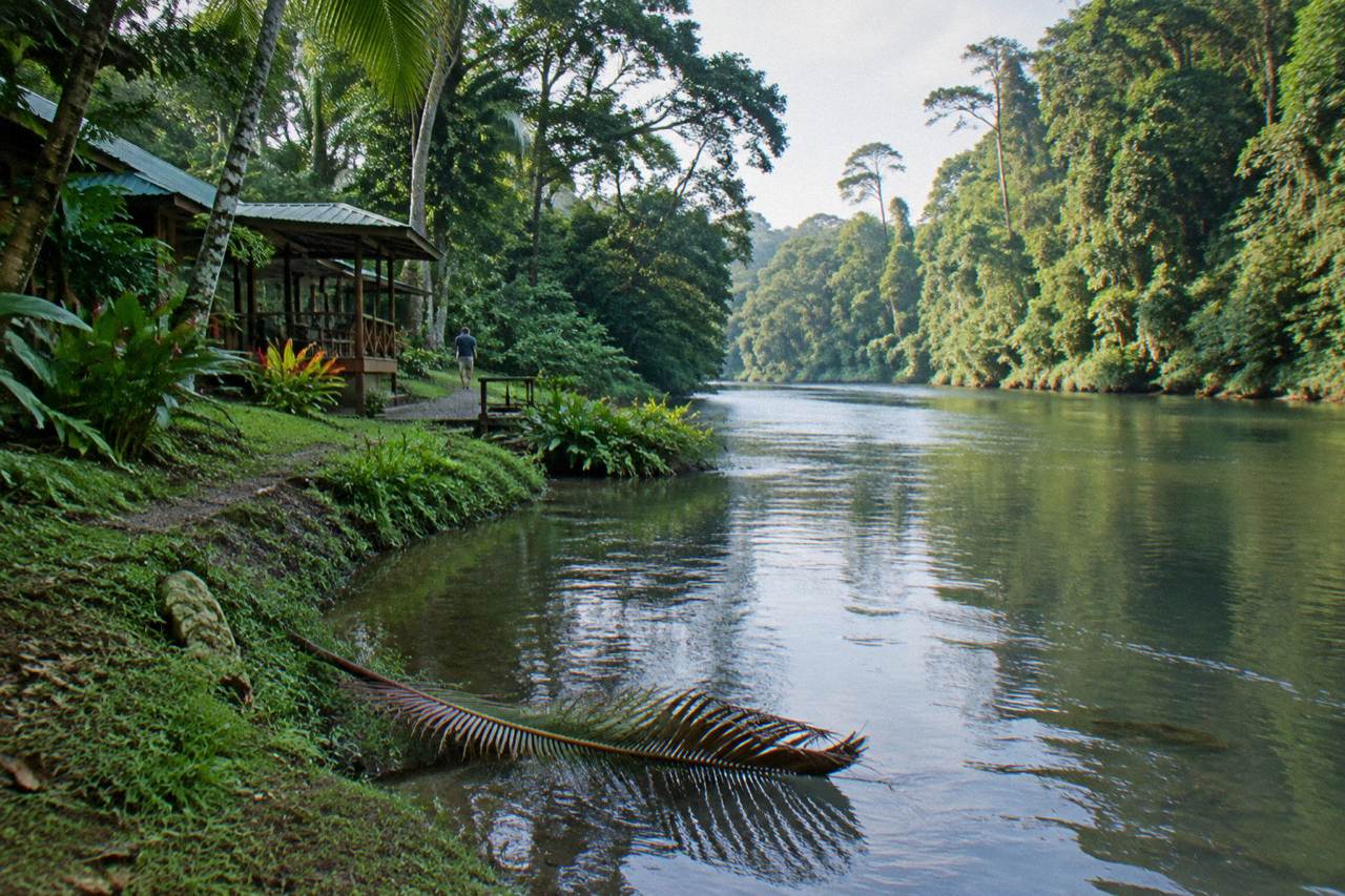 A calm jungle river winding between dense green rainforest banks under soft light
