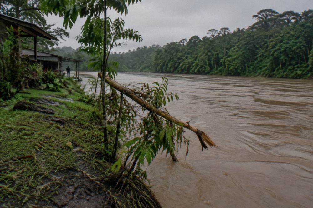 A high muddy tropical river pressing against dense rainforest after rain