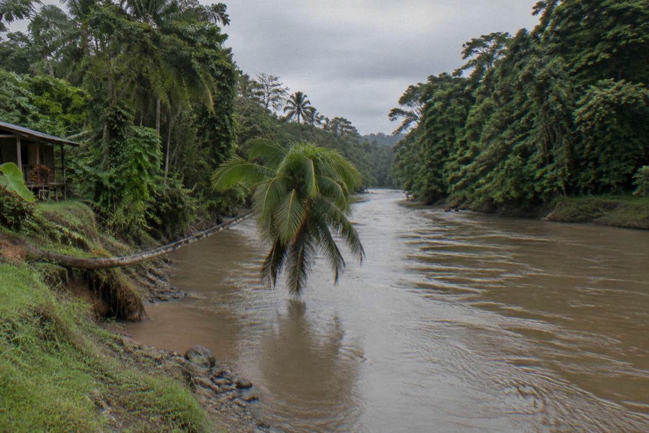 A calm jungle river winding through dense green rainforest under an overcast sky
