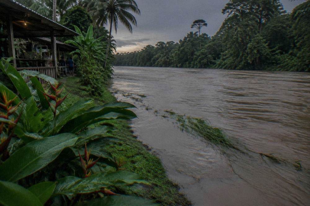A rainforest river running high and brown with muddy water against dense vegetation