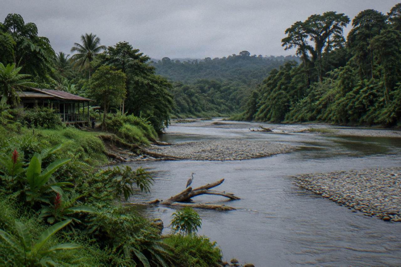 A jungle river channel winding past dense green rainforest under an overcast sky
