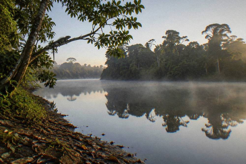 A slow wide river bend with tall trees reflected in still water at dawn