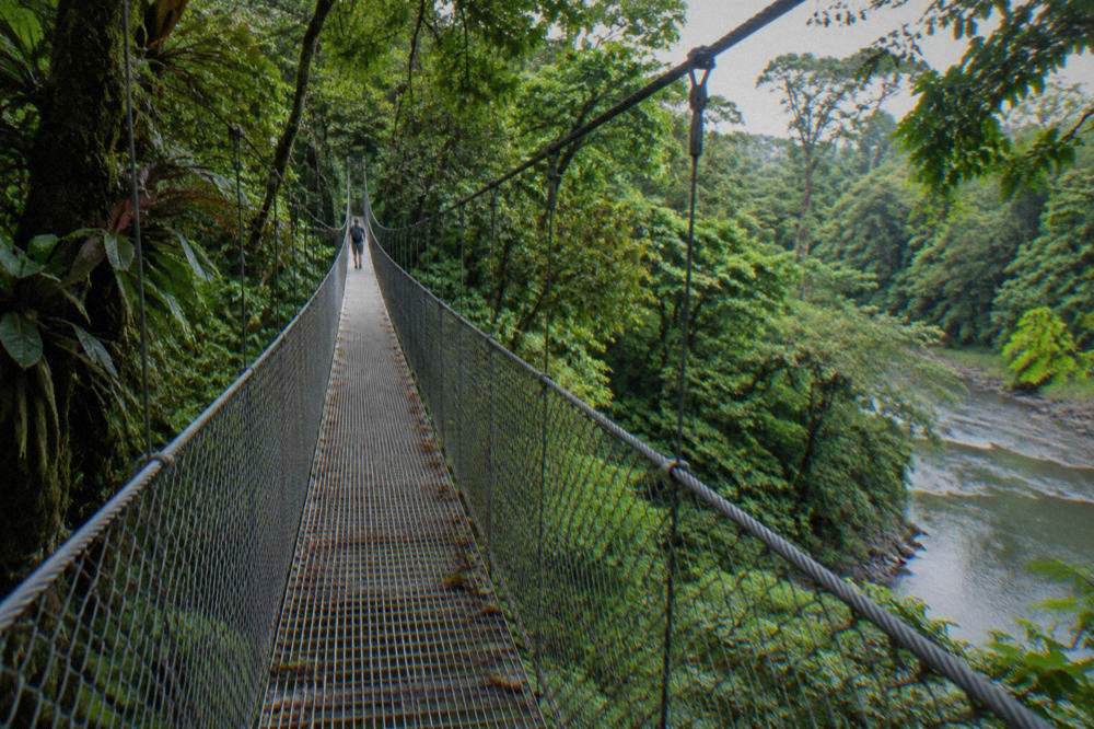 A rainforest hanging bridge crossing above dense green undergrowth toward the river