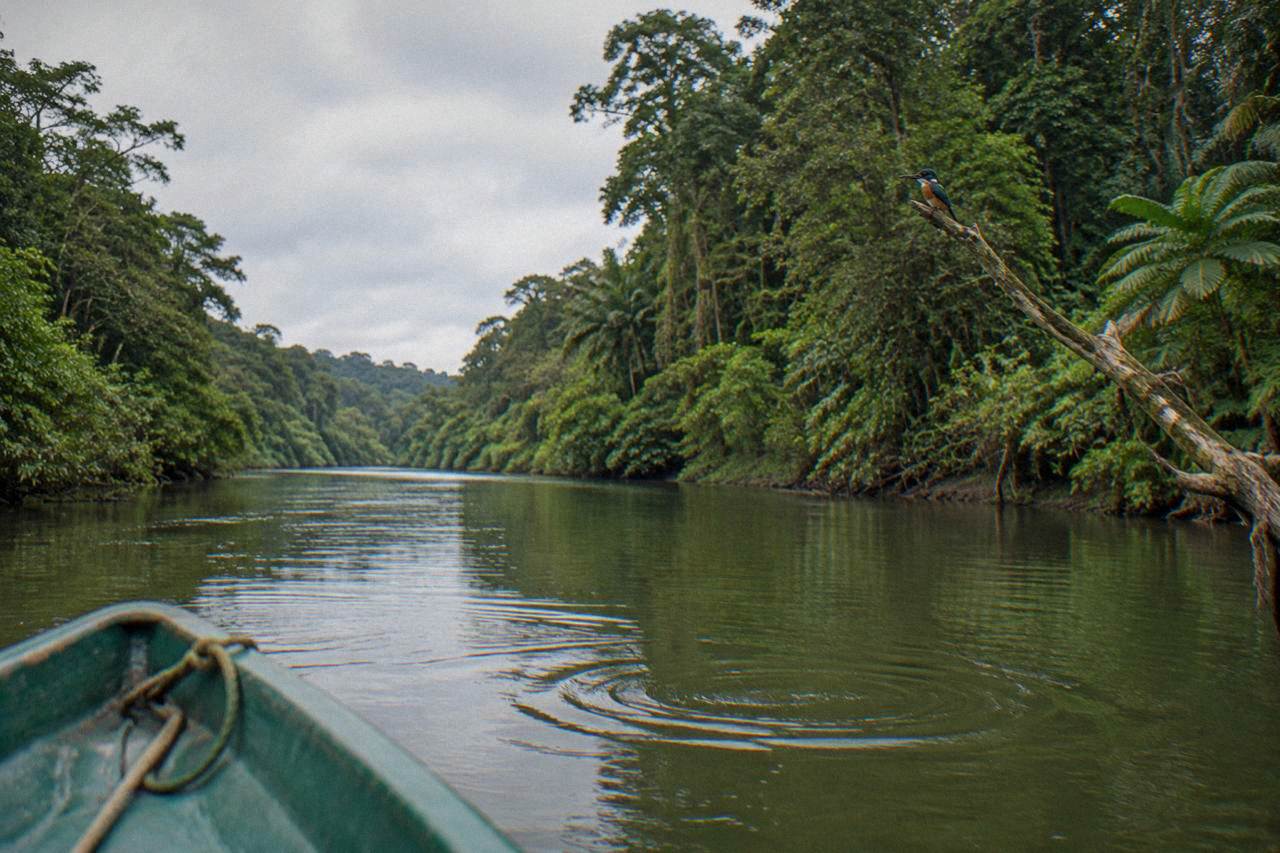 A calm jungle river corridor with dense green rainforest on both banks under an overcast sky