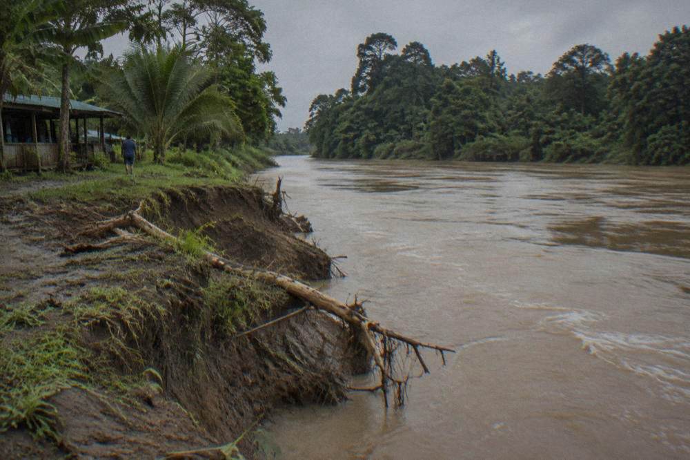 A rainforest river running high and brown between muddy banks under overcast sky