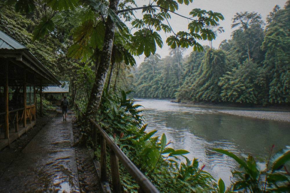 Dense green rainforest along a calm tropical river in morning light.