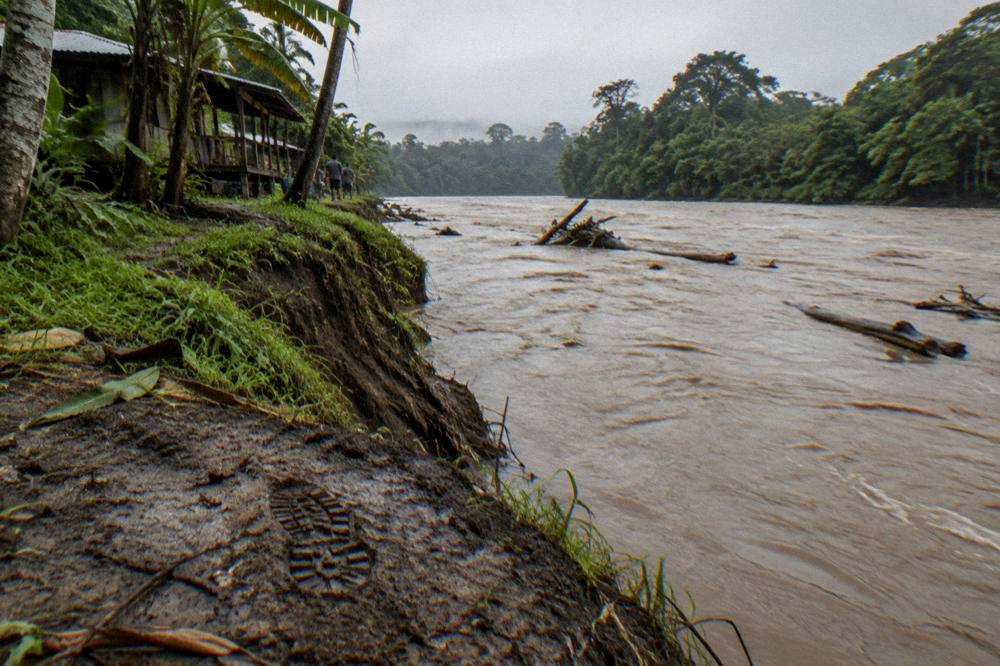 A muddy swollen tropical river carrying driftwood past rainforest after heavy rain.