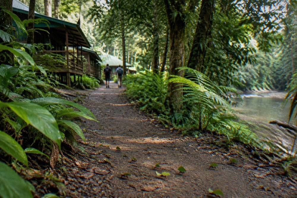 A rainforest trail beneath tall trees with dense undergrowth and filtered light
