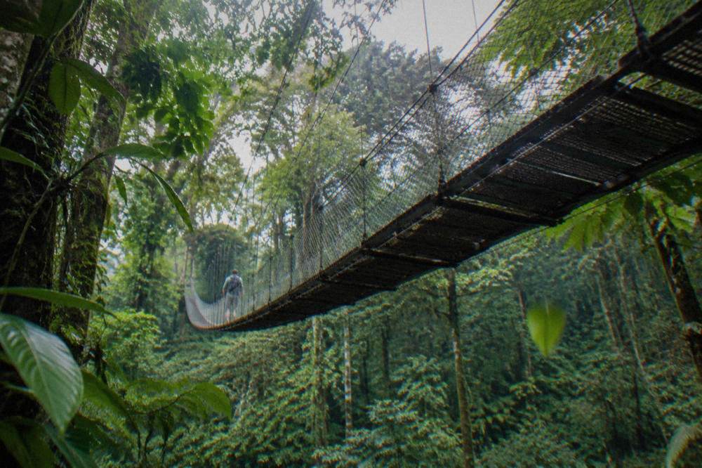 A hanging bridge crossing above dense rainforest canopy foliage