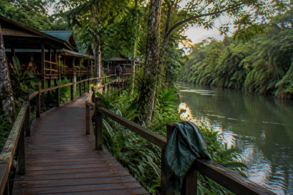 A wooden walkway through lush lowland rainforest beside a slow green river