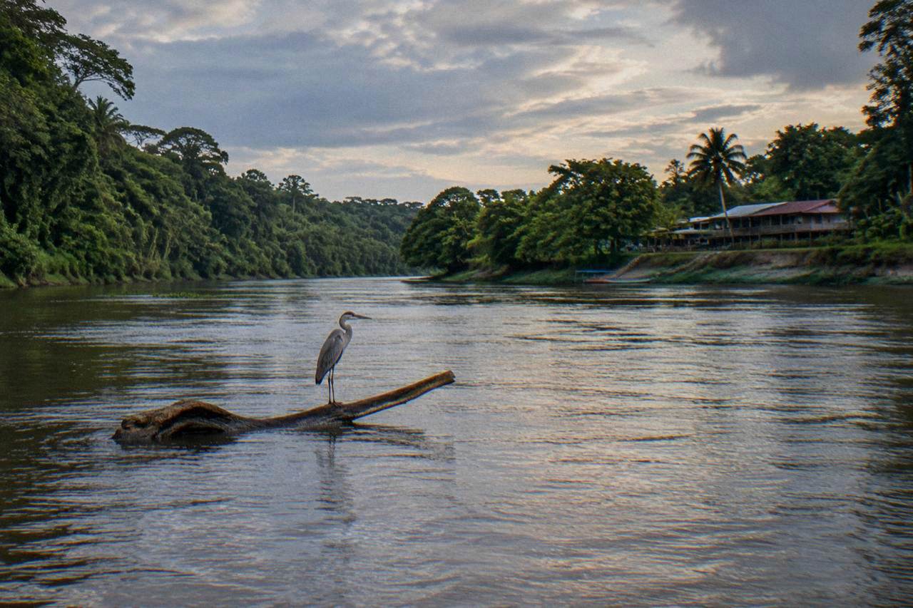 Dense green rainforest along a wide tropical river under broken clouds