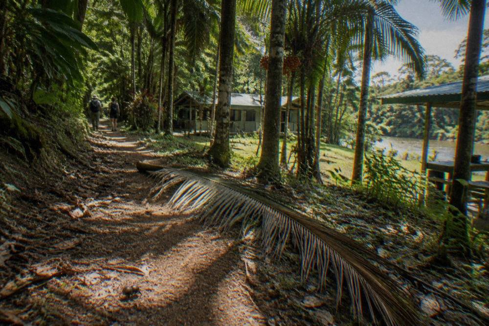 Sunlight filtering through tall rainforest trees onto a leaf-covered trail