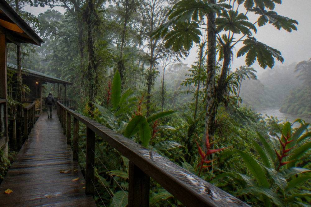 A wooden walkway through dense green rainforest with mist between the trees
