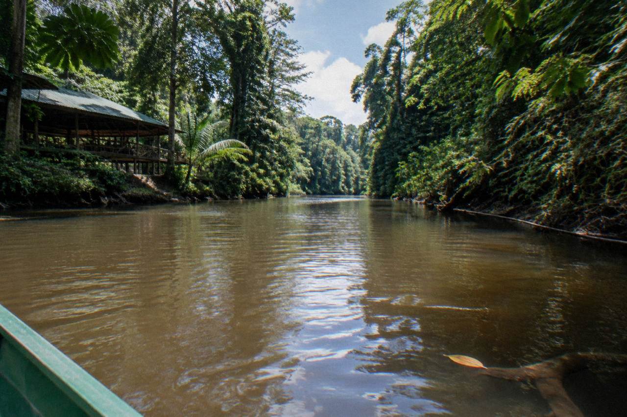 Dense rainforest canopy along a calm tropical river at midday